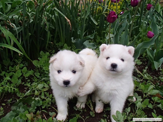 4wks-girls-2