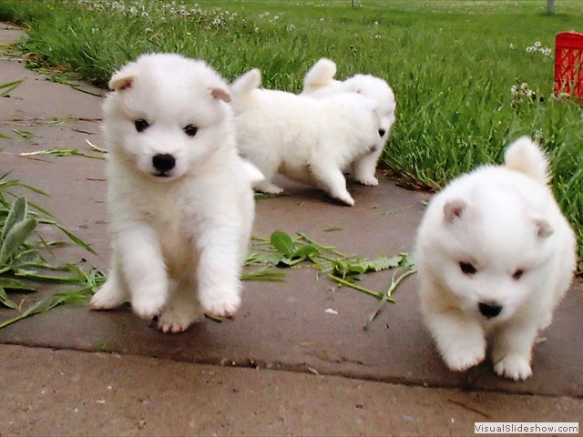 4wks-pups-10