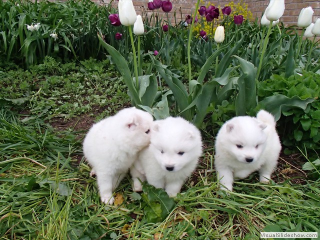 4wks-pups11