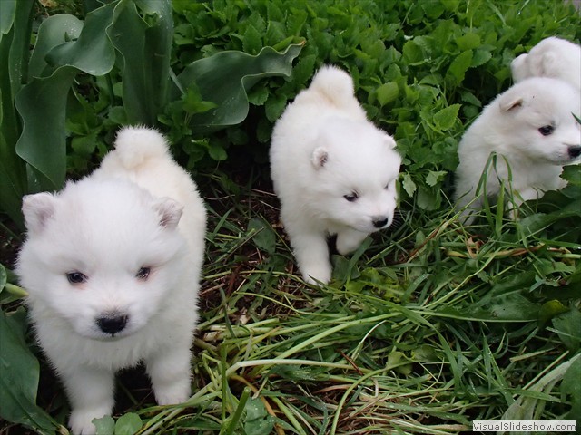 4wks-pups-5