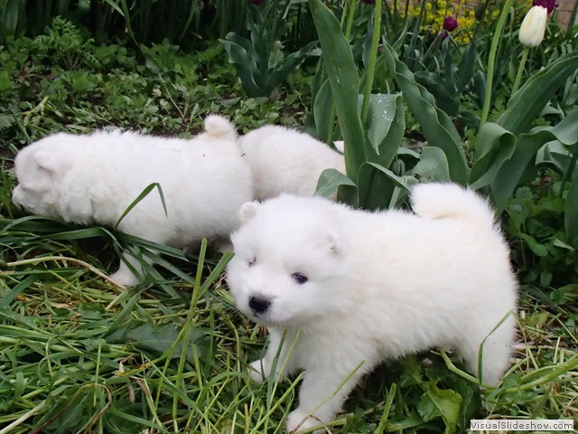 4wks-pups8