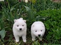 4wks-boys-2