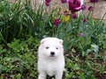 4wks-boys-4