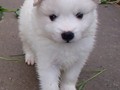 4wks-girl-4