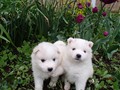 4wks-girls-1