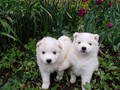 4wks-girls-2