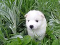 4wks-girls-4