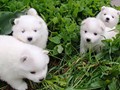 4wks-pups-1