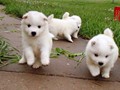 4wks-pups-10