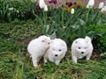 4wks-pups11