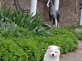 4wks-pups-12