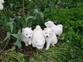 4wks-pups-2