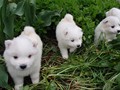 4wks-pups-5