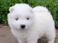 4wks-pups-7