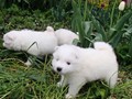 4wks-pups8