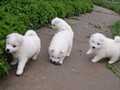4wks-pups-8