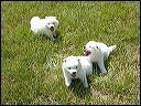 pups-1.JPG 