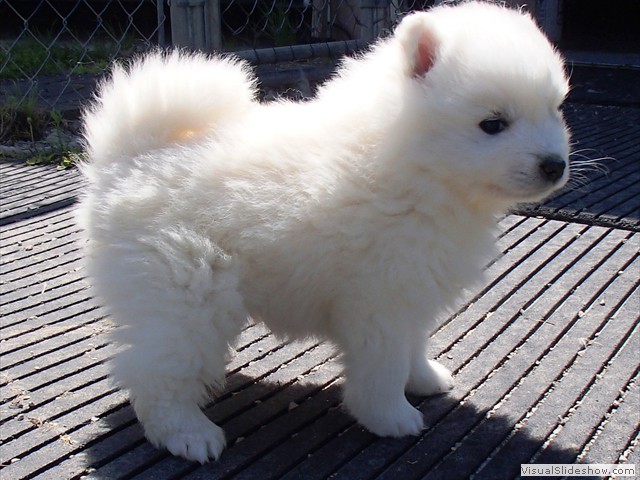 5wks-pup1