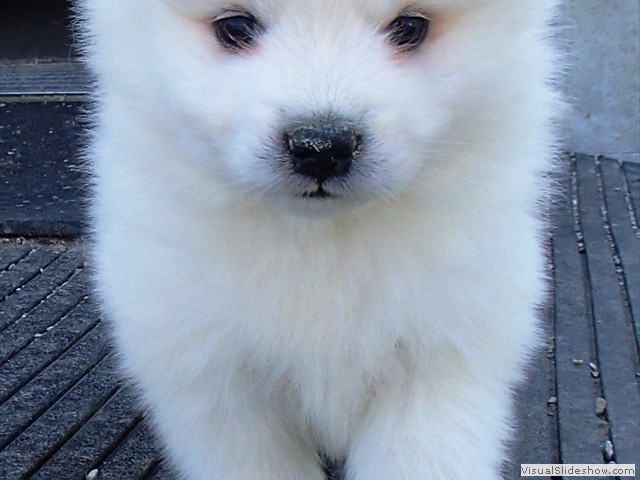 5wks-pup2