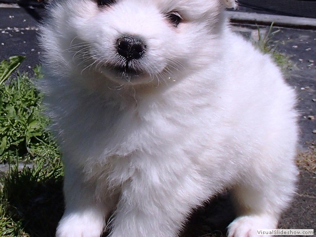 5wks-pup3