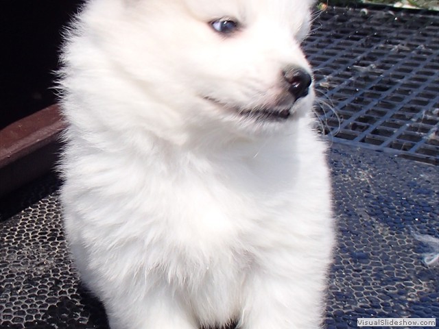 5wks-pup3a