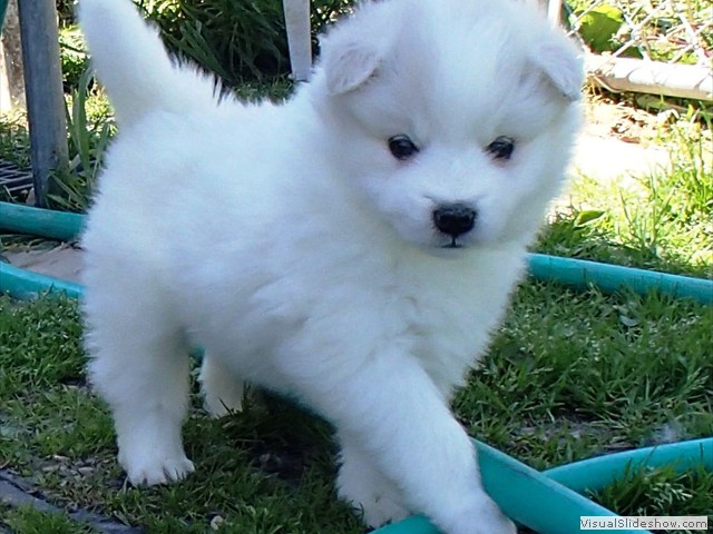 5wks-pup3b