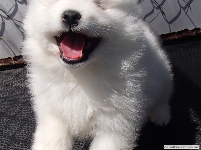 5wks-pup4