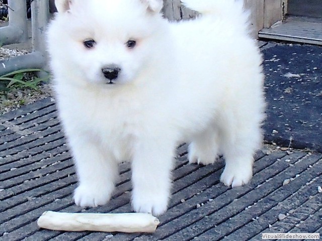 5wks-pups6