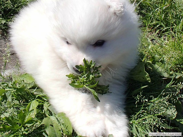 5wks-pups8