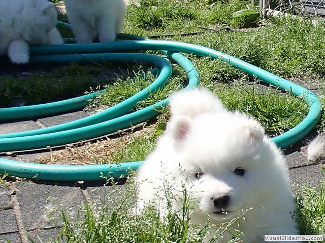 5wks-pups9