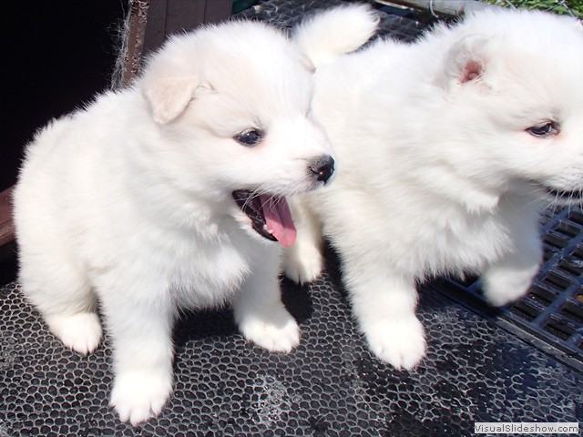 5wks-pups-girls