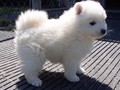 5wks-pup1