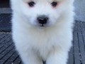 5wks-pup2