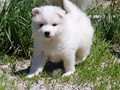 5wks-pup2a