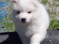 5wks-pup2b