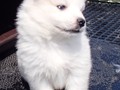 5wks-pup3a