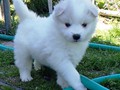 5wks-pup3b