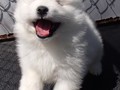5wks-pup4