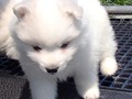 5wks-pups10