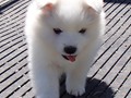 5wks-pups4