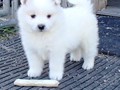 5wks-pups6