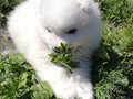 5wks-pups8