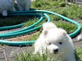 5wks-pups9