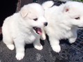 5wks-pups-girls