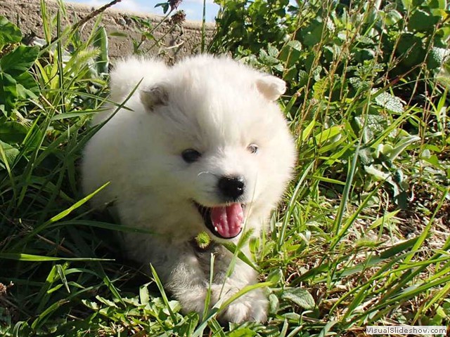 puppy-1