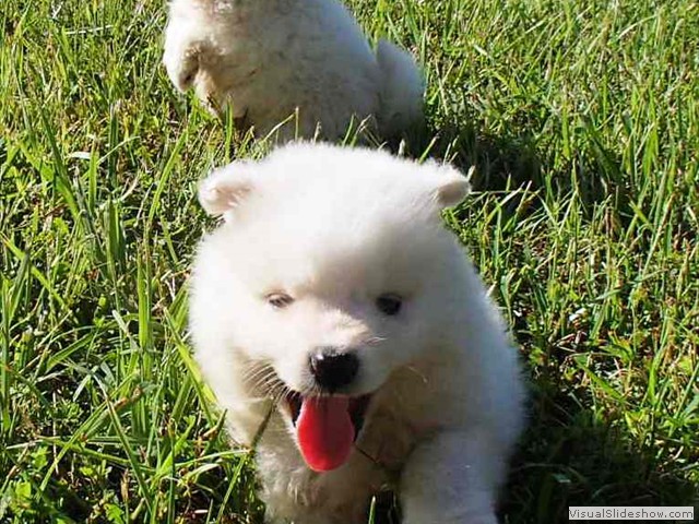 puppy-3
