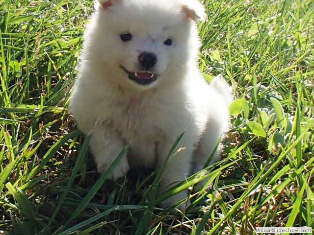 puppy-4