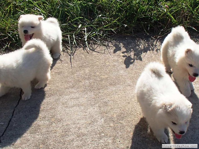 puppy-5