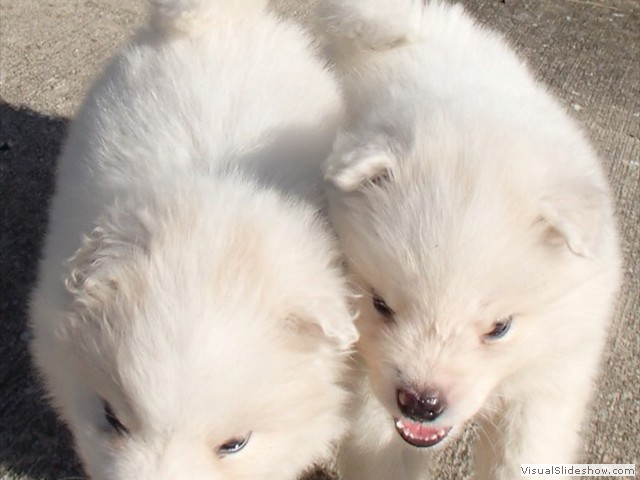 puppy-6