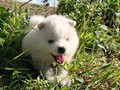 puppy-1